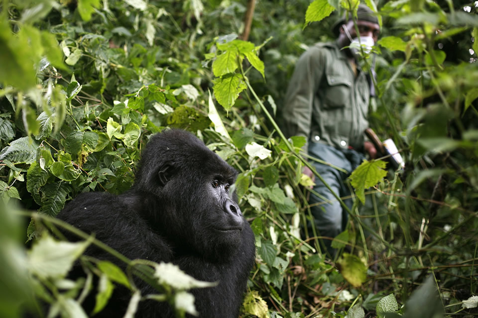 A Uganda Gorilla Safari – a Whole New World
