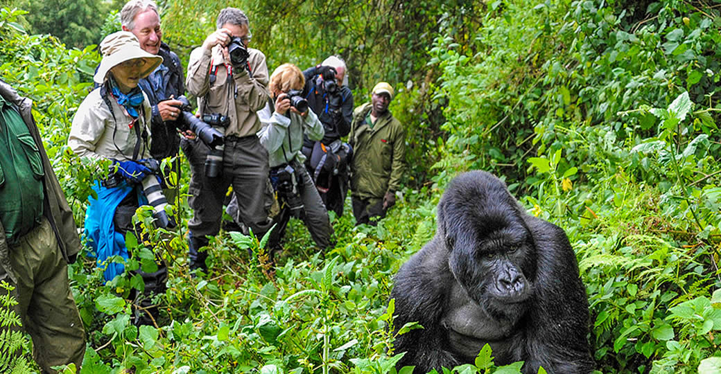 Gorilla Trekking