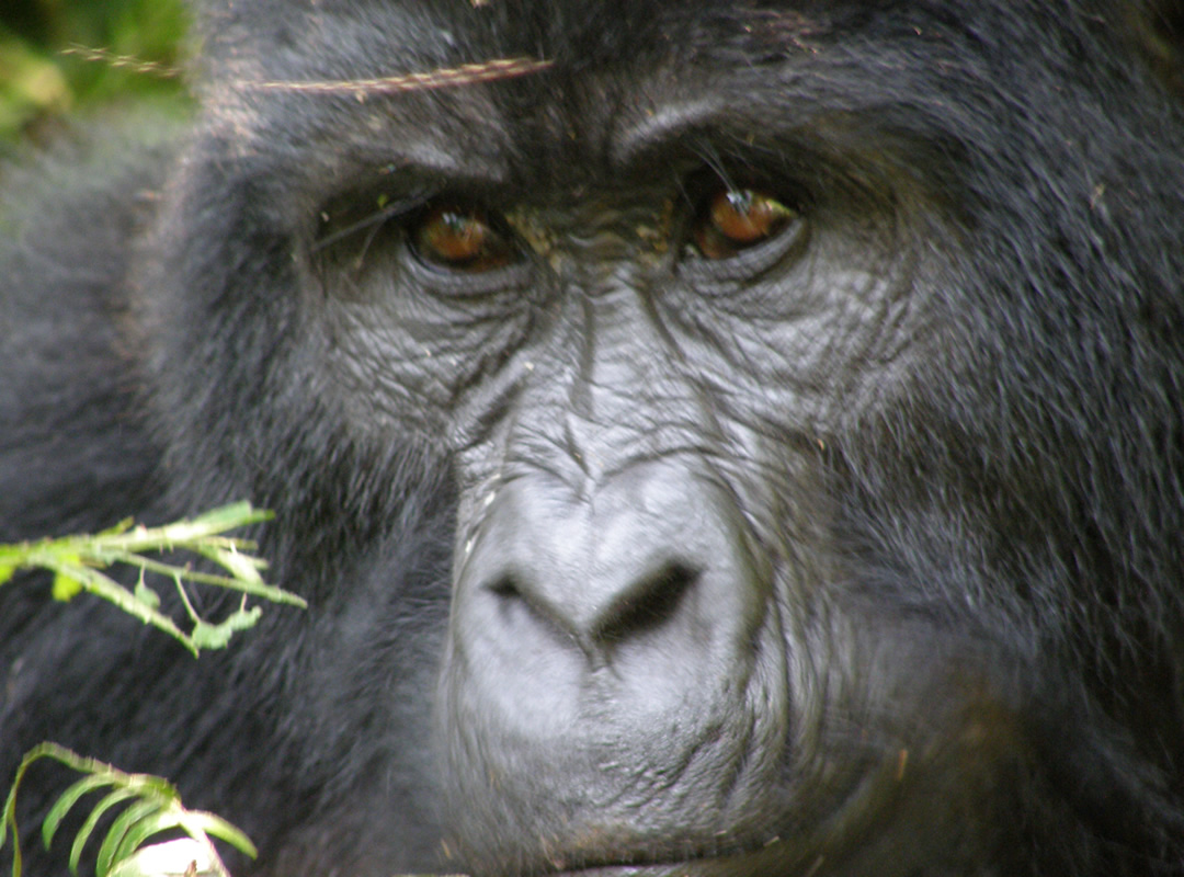 Bwindi Forest: Mountain Gorillas, Chimpanzees & Batwa People