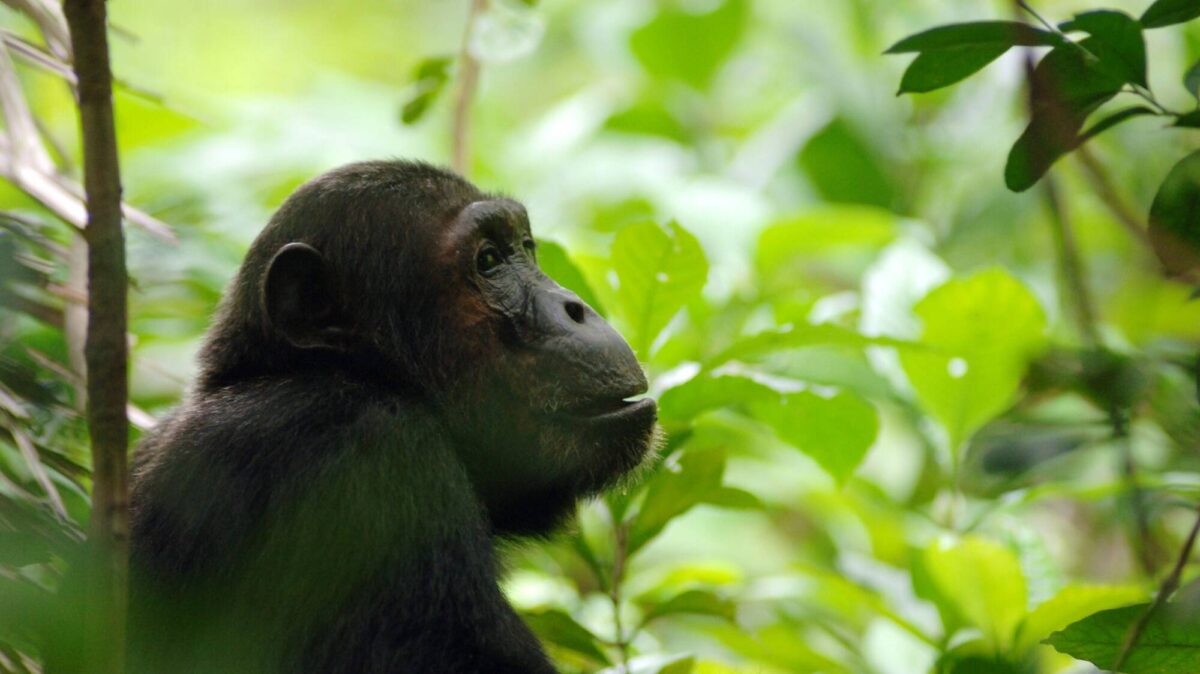 Nyungwe Chimpanzee