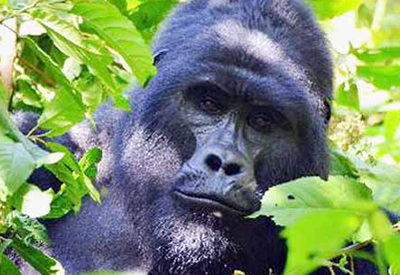 Gorilla Photography Safaris in Uganda