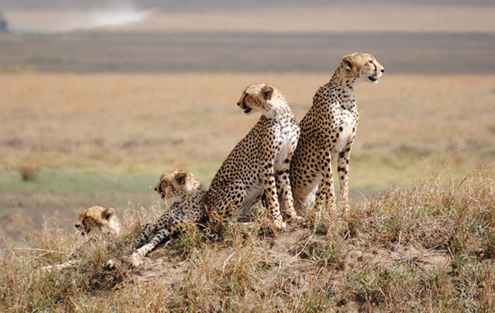 African Cheetah Family