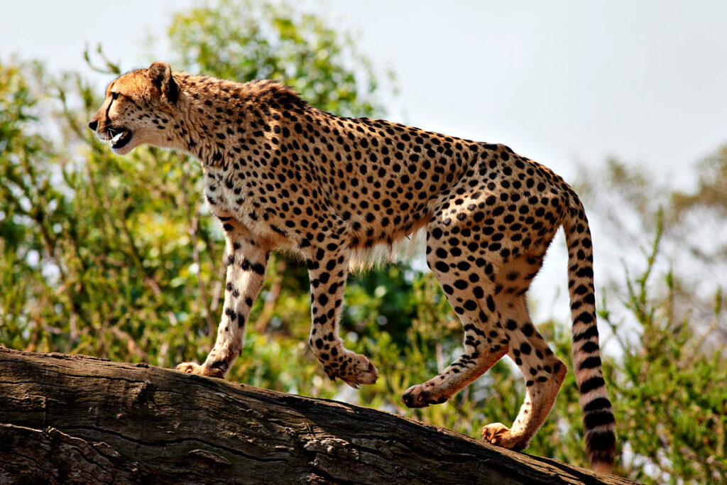 Cheetah in Kidepo National Park