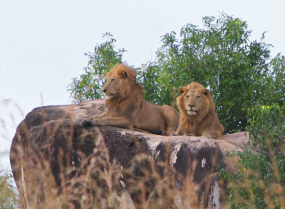 Kidepo Lions