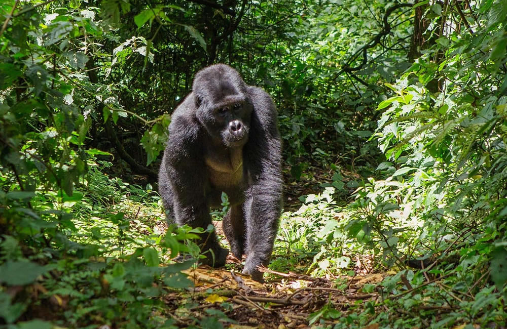 The Amazing Primates of Rwanda