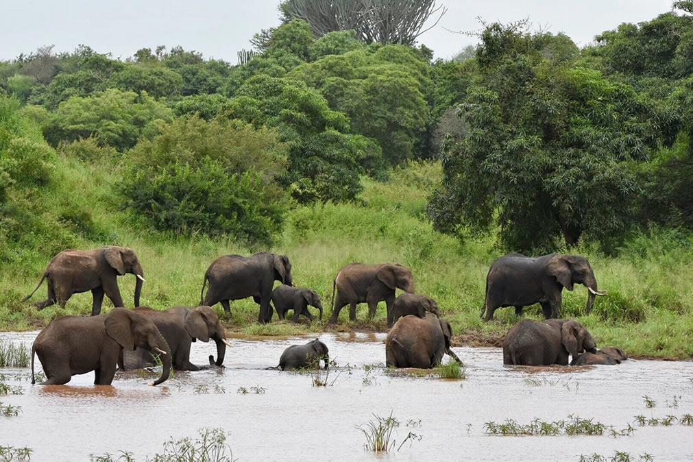 elephants