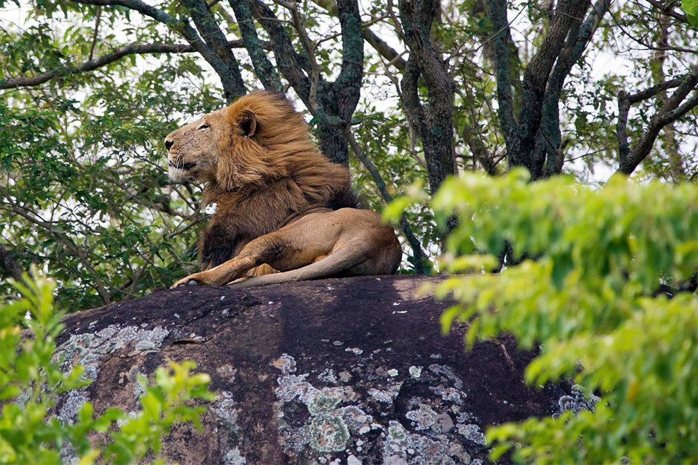 lion resting