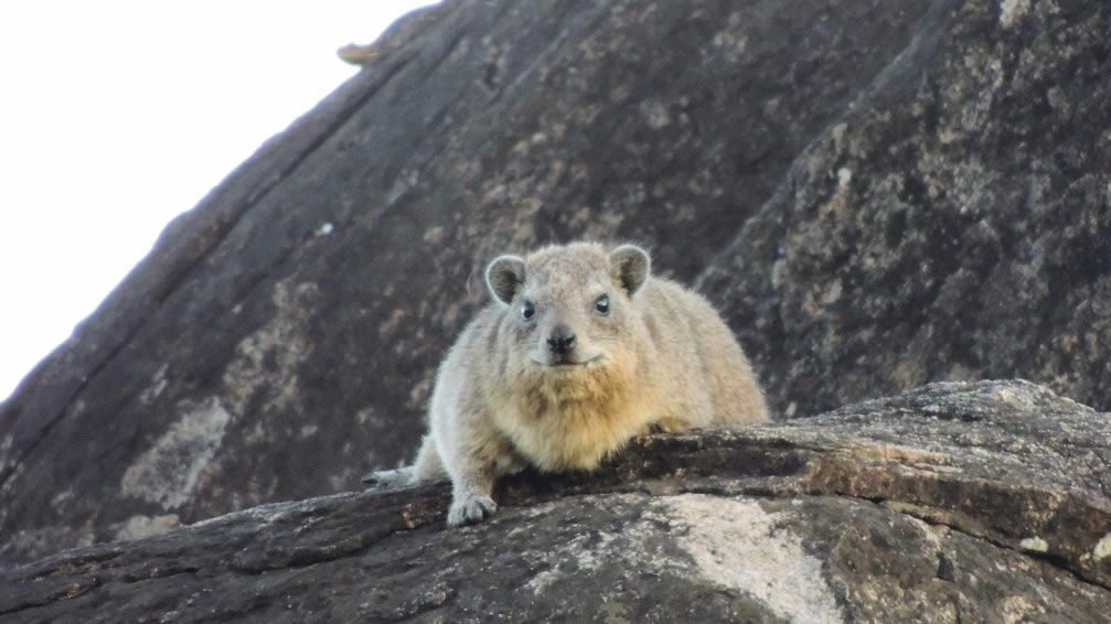 Rock Hyrax