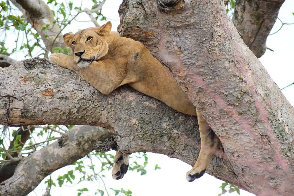 tree climbing lions