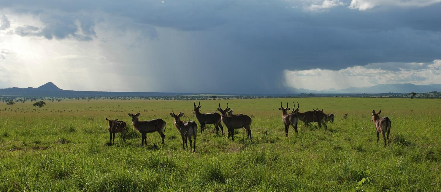 Top Wildlife Safari Parks in Uganda 2024