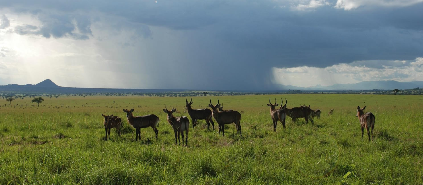 waterbucks