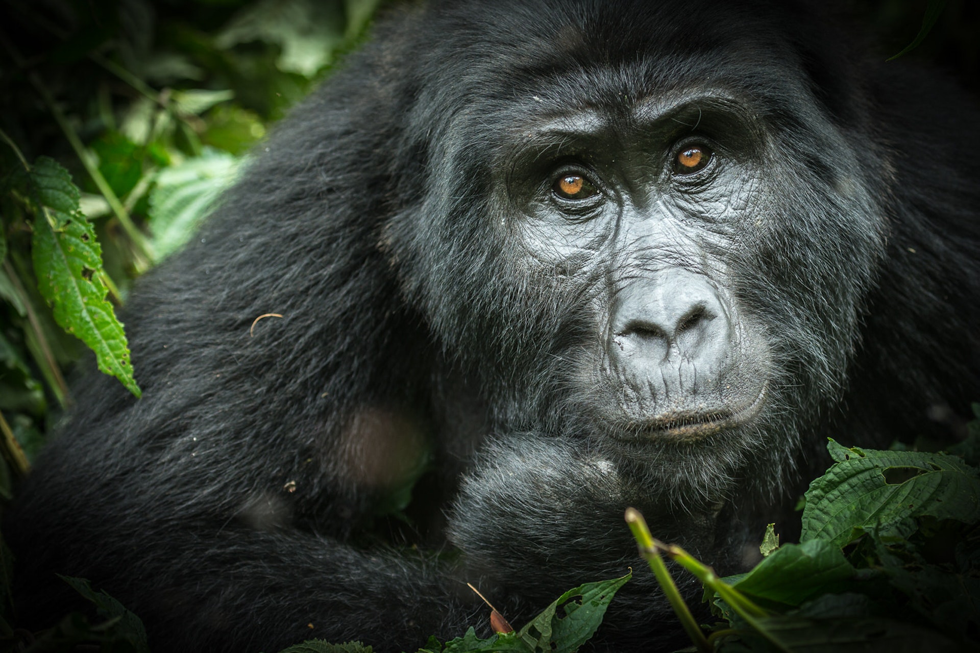 Bwindi Mountain Gorilla