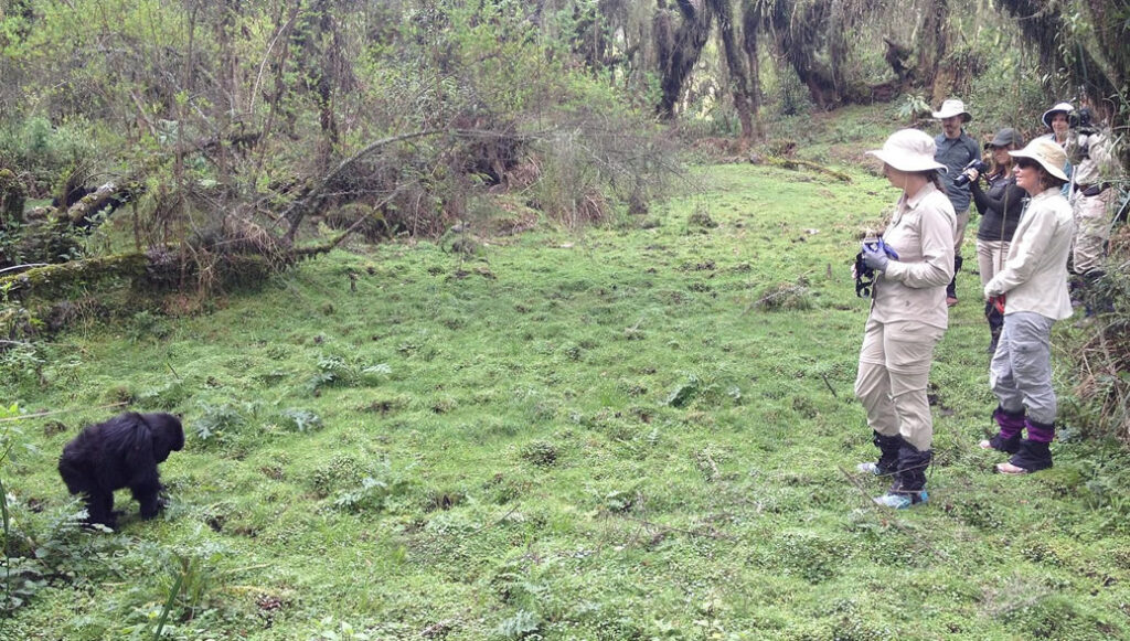 face to face with the gorillas