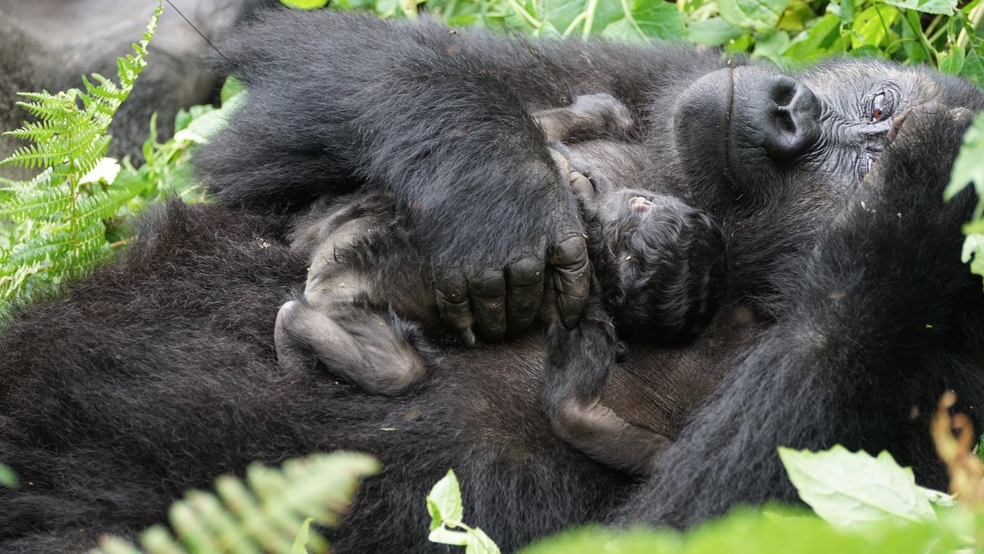 mother gorilla with newborn