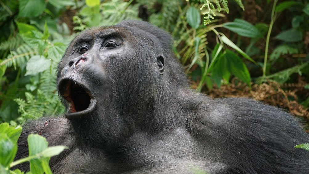 sliverback lowland gorilla