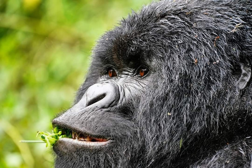 gorilla treking