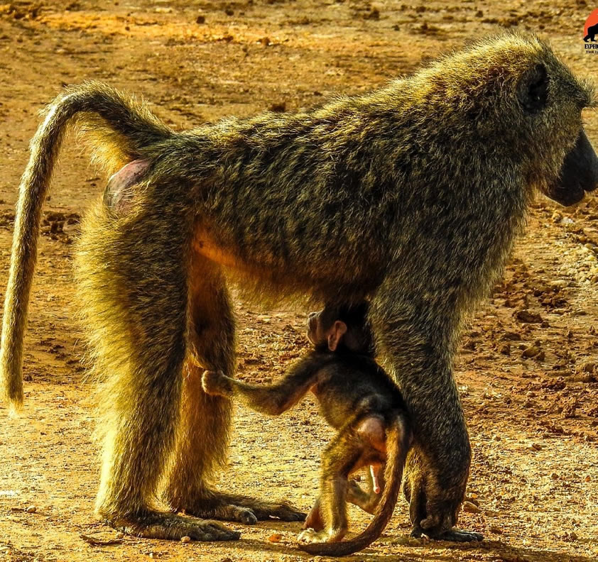 mother baboon